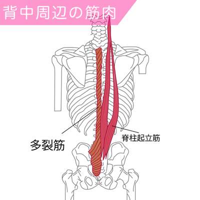 多裂筋と脊柱起立筋