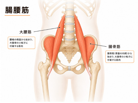 さぼり筋「腸腰筋」